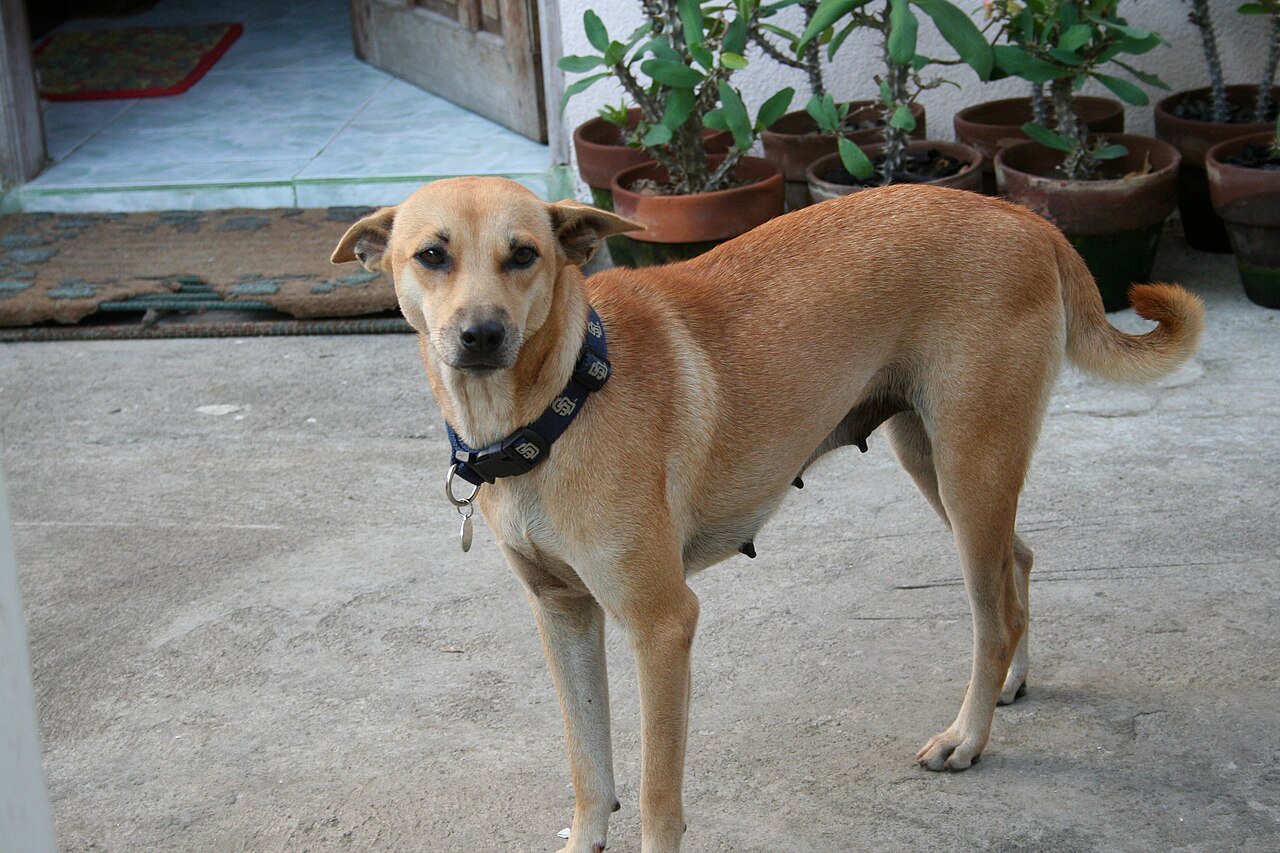 Registered Aspin dog